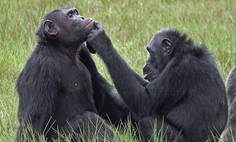 Biólogos fazem registro inédito de chimpanzés usando insetos para tratar feridas de outros membros do grupo 