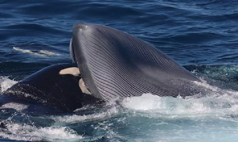 Pela primeira vez cientistas registram a maior baleia do mundo sendo morta pelos maior predador dos oceanos