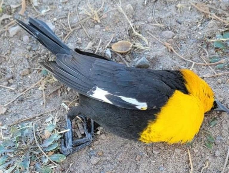 Imagens impressionantes mostram momento em que centenas de aves caem do céu no México e mais de 200 morrem com impacto 