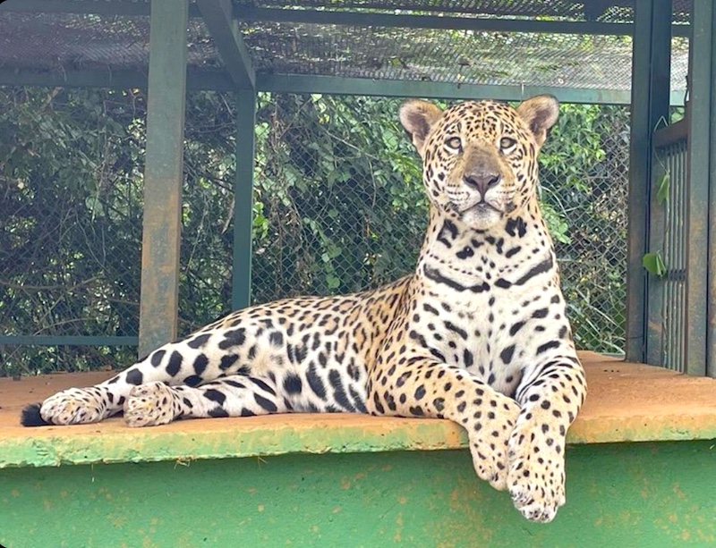 Onça Pintada Criada Em Fazenda é Entregue à Instituição De Conservação 9304