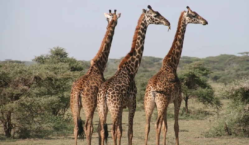 Ministério Público Federal recomenda devolução imediata de girafas importadas pelo Bioparque à África do Sul e à vida livre