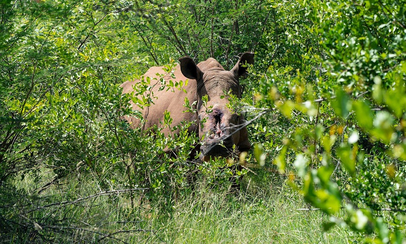Após 5 anos e 30 cirurgias, rinoceronte que quase morreu depois de ter chifres retirados por caçadores volta à vida selvagem