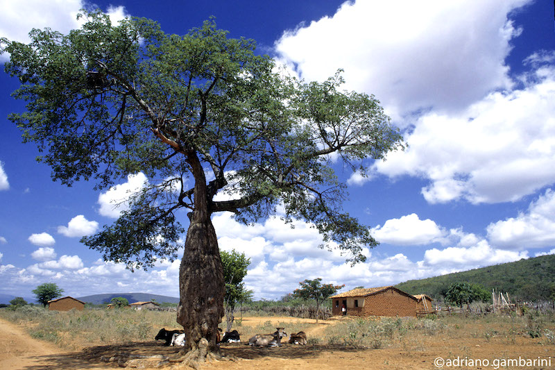 Das belezas do sertão: Barriguda, o Baobá brasileiro