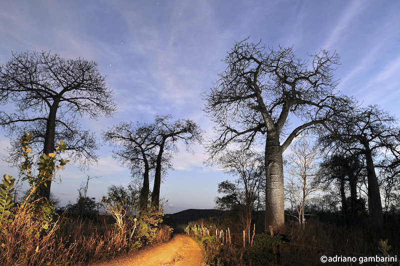 Das belezas do sertão: Barriguda, o Baobá brasileiro