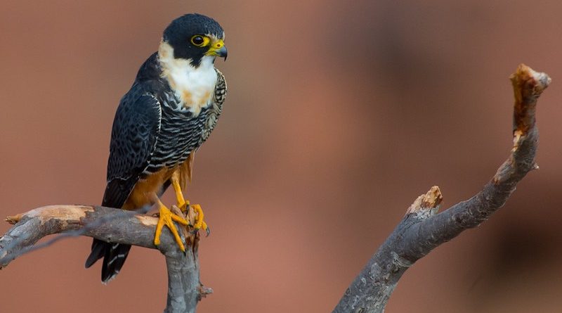 VOO DE ÁGUIA, REALIDADE DE FALCÃO – FEFUMERJ