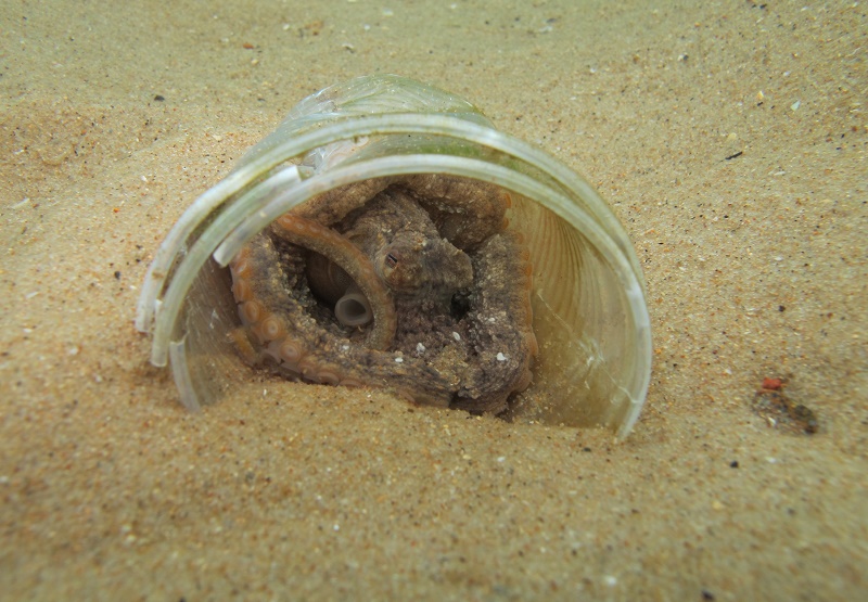 No fundo do mar dominado por lixo, polvos usam resíduos como tocas, uma interação que preocupa especialistas em vida marinha