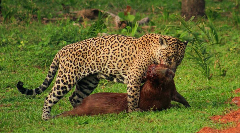 Capivara é vista em rua do Pulicano em Franca; animal teria voltado para  mata sozinho