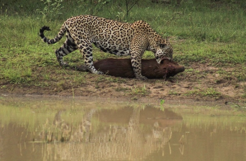 Fotógrafo flagra ataque de onça a capivara e filhote 'banguela' em MS