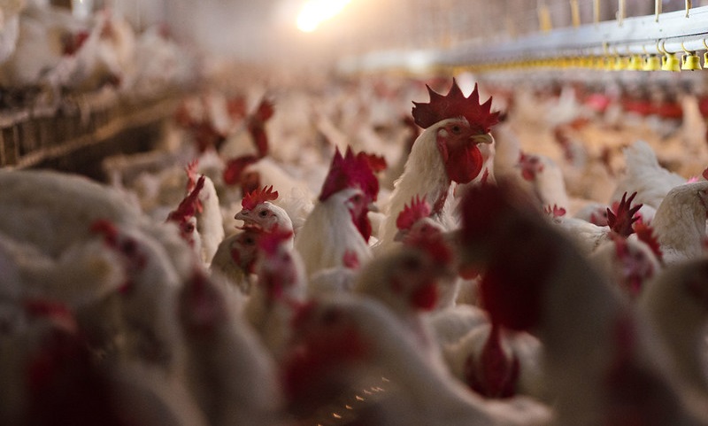Mais de 20 milhões de aves, principalmente frangos e perus, morreram nos últimos meses por causa da gripe aviária nos EUA