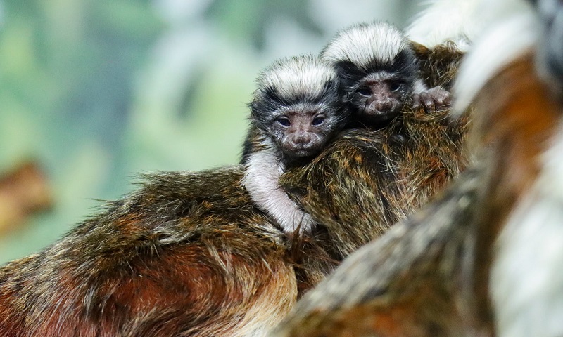 Macaco sagui brincando nos galhos das árvores