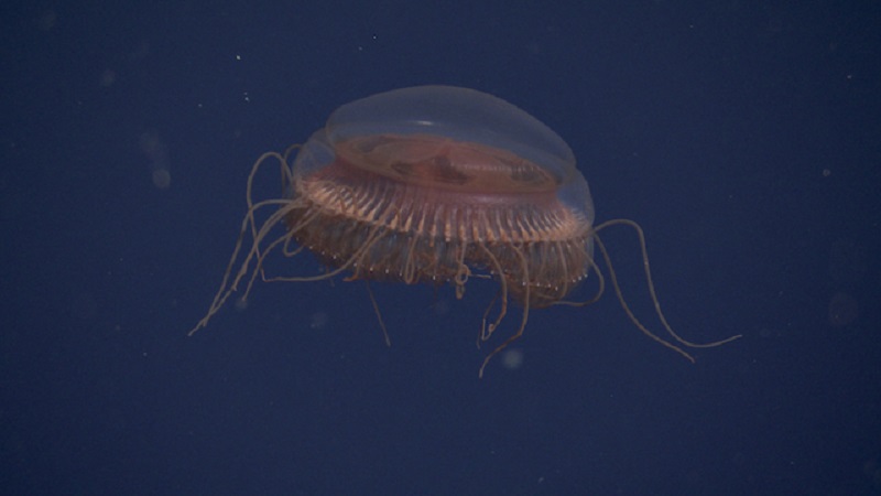 Nova espécie de medusa gigante é descoberta na escuridão profunda da costa da Califórnia 