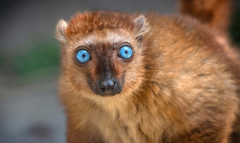 Raríssimo, filhote da única espécie de lêmure com olhos azuis nasce em zoológico da Flórida