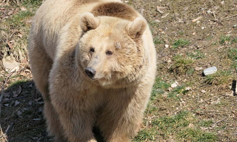Após 20 anos num circo e uma viagem arriscada pra sair da Ucrânia, a ursa Masha chega finalmente ao santuário de vida selvagem na Romênia