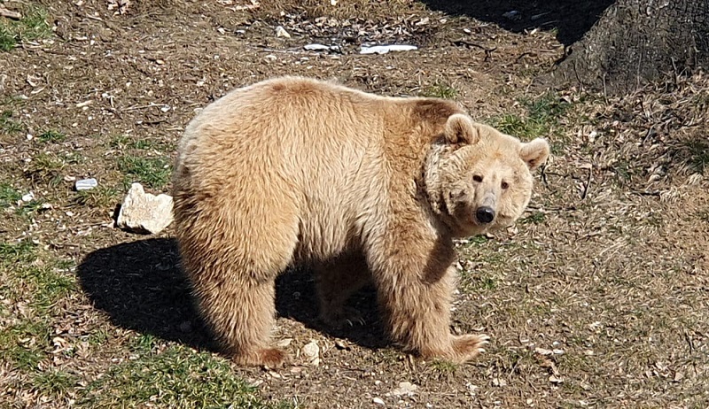 Após 20 anos num circo e uma viagem arriscada pra sair da Ucrânia, a ursa Masha chega finalmente ao santuário de vida selvagem na Romênia