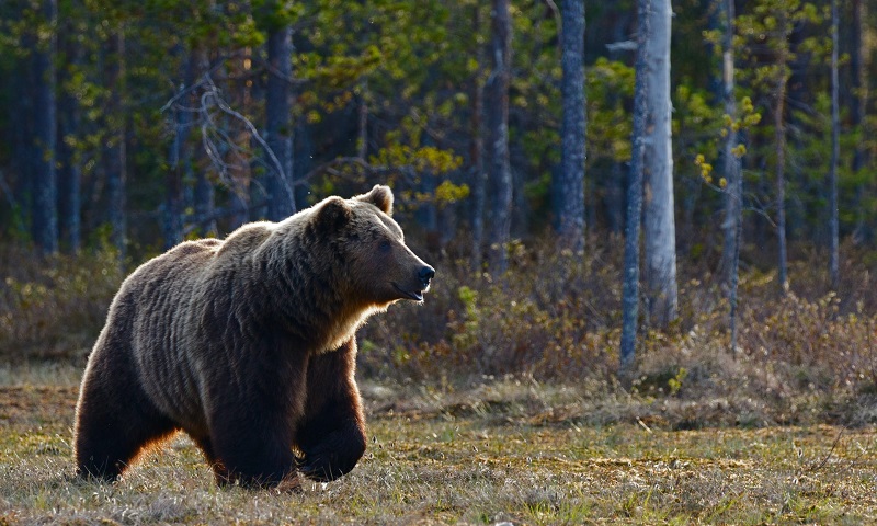 População de ursos na região dos Pirineus, na Europa, tem o maior número dos últimos 100 anos 