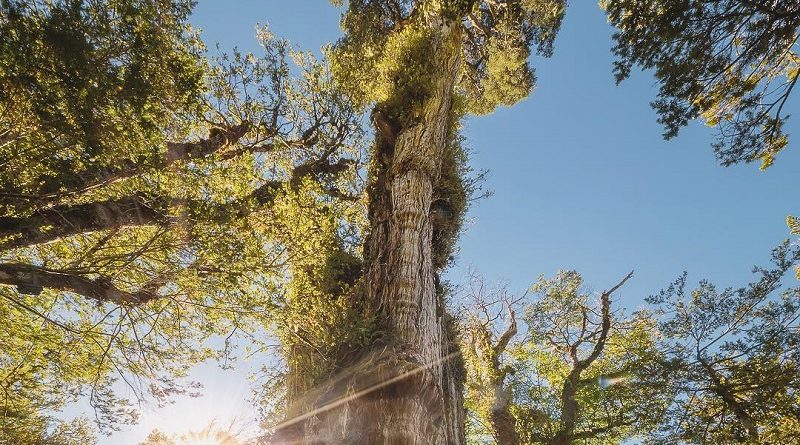 Árvore mais antiga do mundo, com mais de 5 mil anos, pode ser um cipreste no Chile