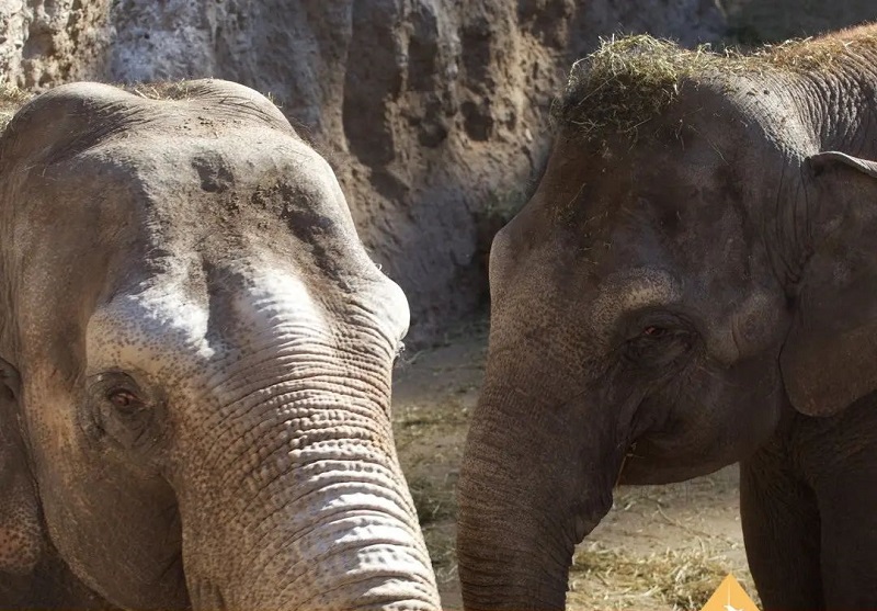 Após cinco dias de viagem, mãe e filha - Pocha e Guillermina -, chegam ao Santuário de Elefantes Brasil, no Mato Grosso