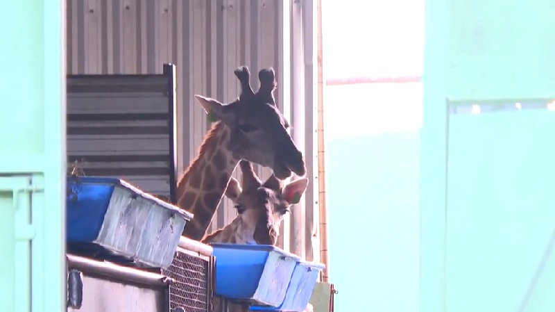 Seis meses após chegada ao Brasil, girafas do Bioparque continuam em recinto de 30 m2 e não há definição de quem deve analisar caso na justiça