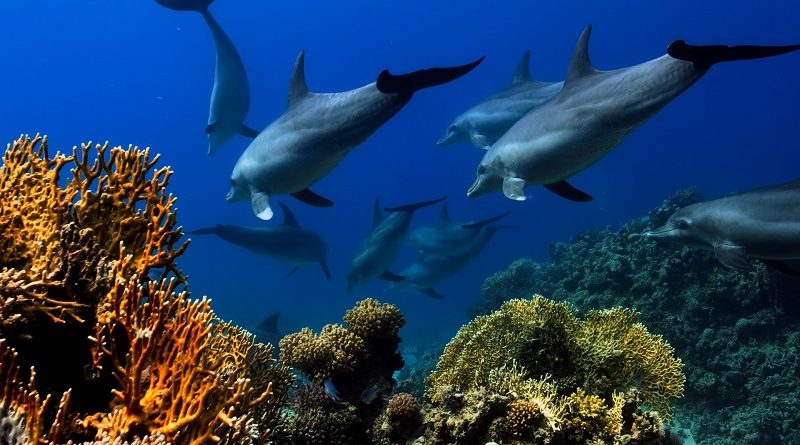Golfinhos esfregam o corpo em corais medicinais para tratar doenças de pele, revela novo estudo inédito