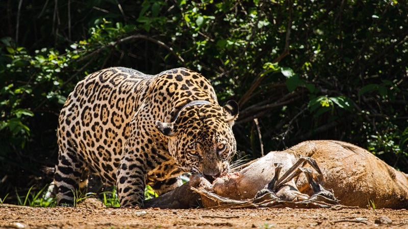 Onça-pintada é flagrada predando o maior mamífero de terrestre da América do Sul
