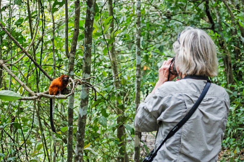 Rio de Janeiro ganha o Parque Ecológico Mico-Leão-Dourado: passeio imperdível para conhecer mais sobre espécie símbolo da conservação no país