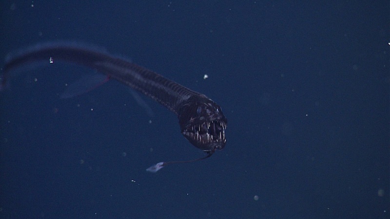Na profundeza escura do oceano, robô submarino registra imagens de raríssimo e brilhante peixe-dragão