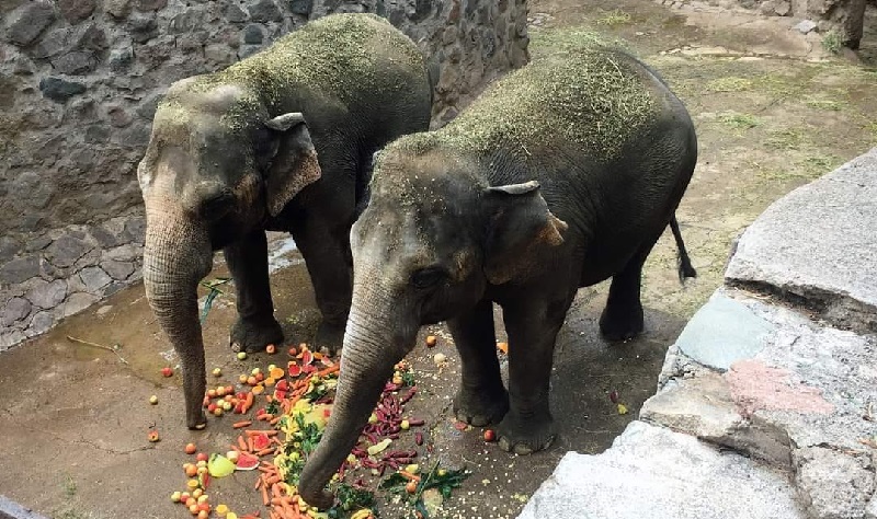 Pocha e Guillermina já estão a caminho: vindas da Argentina, serão as novas moradoras do Santuário de Elefantes Brasil 
