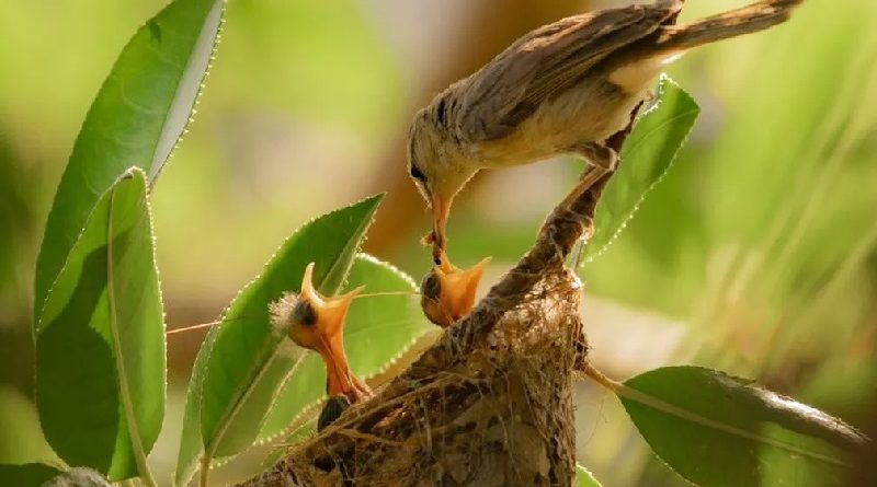 Registro raro mostra pássaro que só existe em Fernando de Noronha alimentando três filhotes