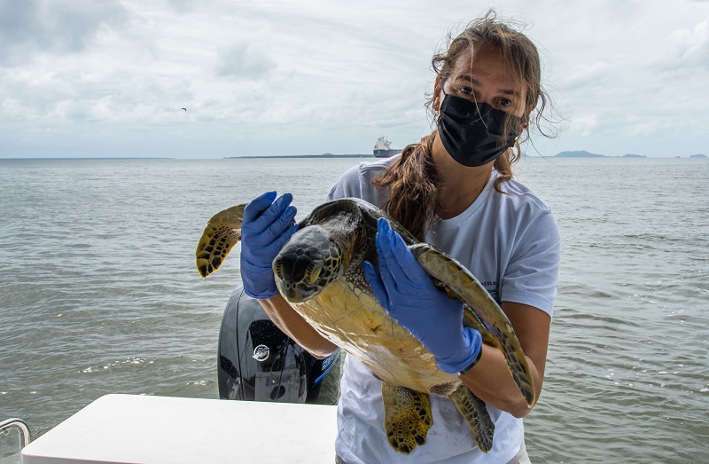 Doença viral, agravada pela poluição, é grave ameaça às tartarugas marinhas que frequentam costa brasileira 