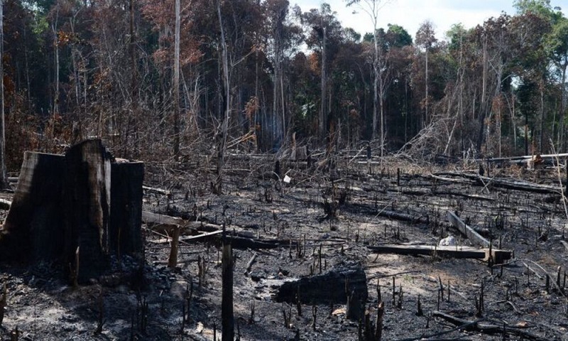 Para impedir que Amazônia vire savana por causa do desmatamento desenfreado, organização entra com Ação Civil Pública Climática contra o governo federal