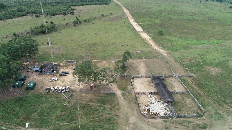 ICMBio apreende mais de 1 mil cabeças de gado sendo criadas em uma Unidade de Conservação no Pará