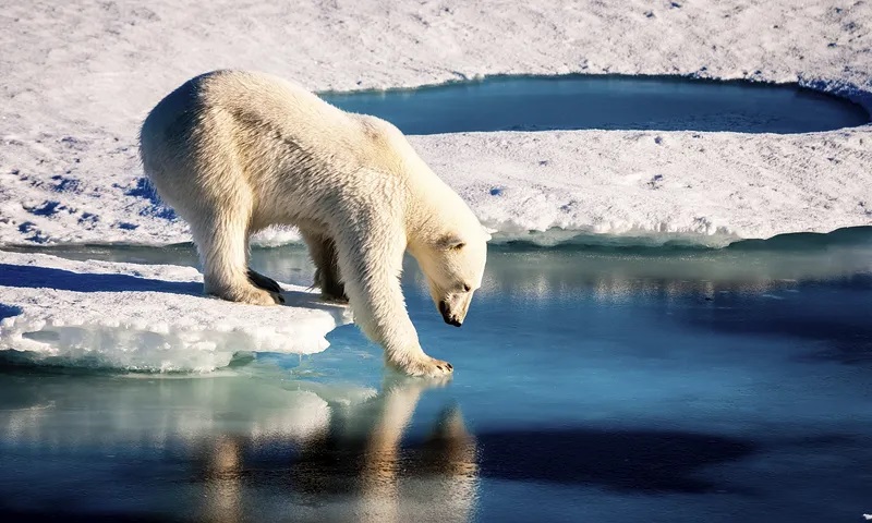 Aquecimento do Ártico segue em ritmo assustador: a média é muito superior ao resto do planeta