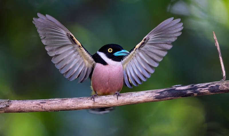 Imagens incríveis e surpreendentes são destaque nas 20 mil inscritas na competição internacional Bird Photographer of the Year