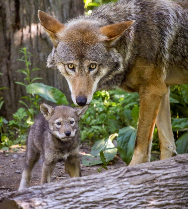 Nasce em cativeiro filhote de lobo vermelho, espécie de canídeo mais  ameaçada do mundo