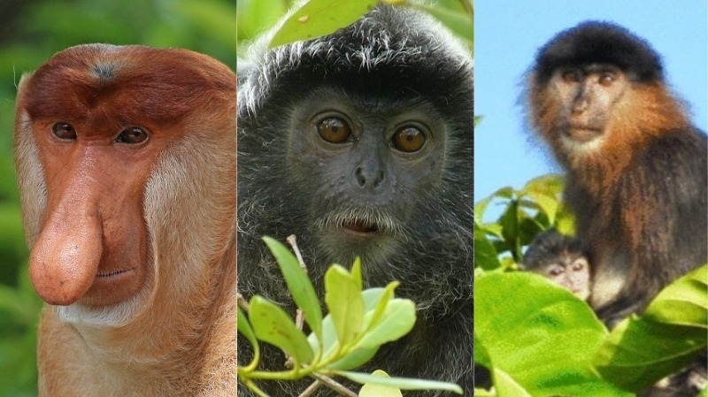 Macaco ou primata? Entenda as diferenças entre os termos