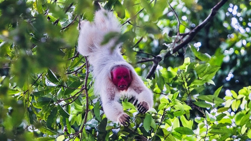 Macaco Branco: comunidade tomada pelo mato - Grupo A Hora