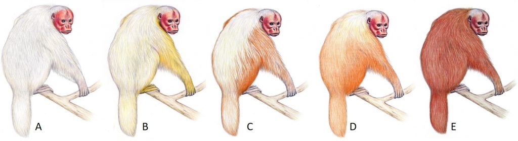 Nomes de Macacos - Nomes Científicos e Ideias de Nomes Para Macacos