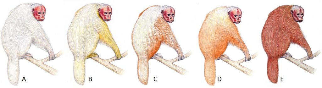 Fundação Grupo Boticário - Esse aí é o Uacari-branco, um primata que chama  muito a atenção dos moradores e visitantes da Amazônia por causa da sua  cabeça avermelhada e quase sem pelos.