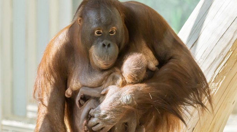 Celebração pelo nascimento de filhote de orangotango, o maior dos chamados grandes primatas, e em risco de extinção
