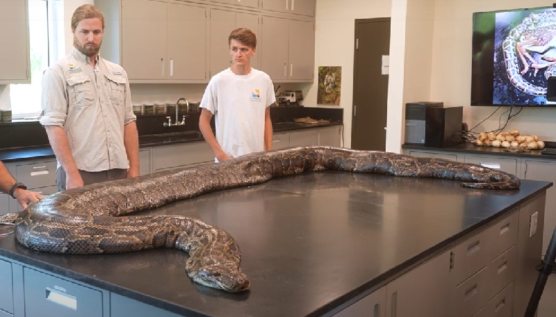 Maior cobra píton encontrada até hoje na Flórida pesava quase 100 kg e carregava 122 ovos: espécie invasora é nativa da Ásia