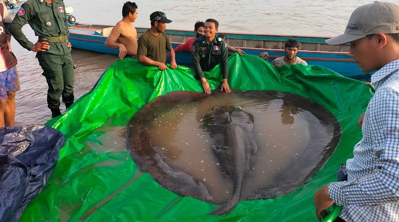 Magawa, o “rato herói“ que farejava minas terrestres, morre aos