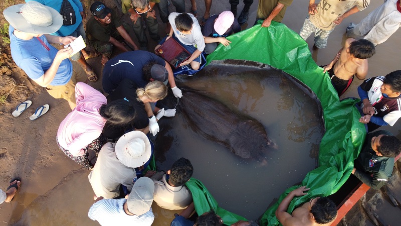 Maior peixe de água doce do mundo, uma raia de 300 kg, é encontrada em rio do Camboja