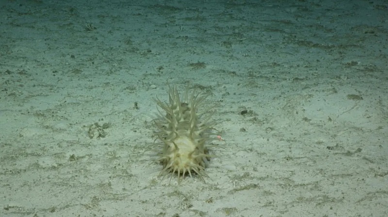 A 5 mil m de profundidade, na zona abissal do Oceano Pacífico, pesquisadores descobrem dezenas de curiosas novas espécies 