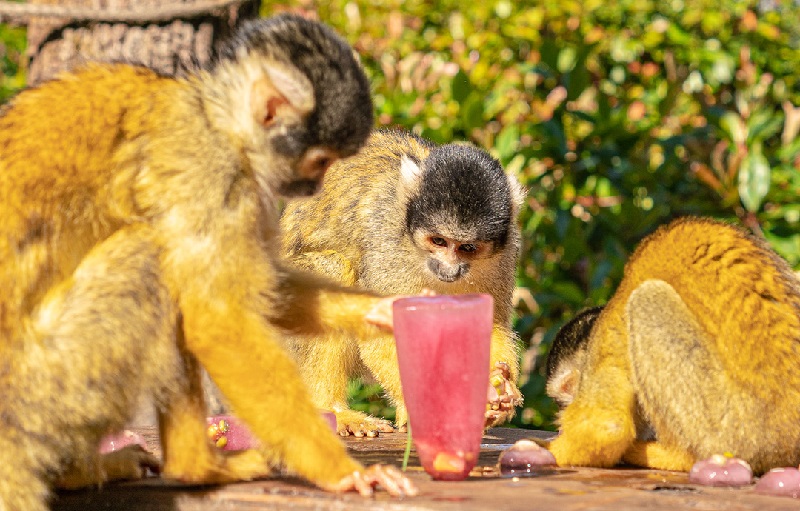 Com calor excruciante na Europa, animais em santuário e zoos recebem alimentação e hidratação especial