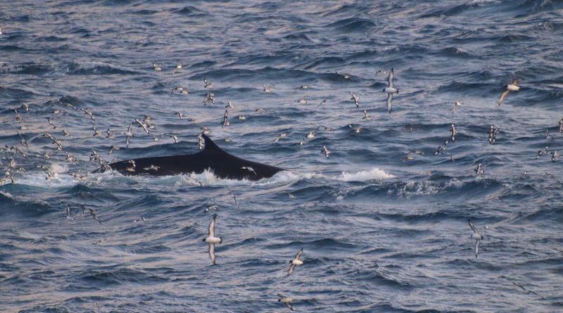 Registro de enorme grupo de baleias-fin se alimentando na Antártica traz esperança para recuperação do segundo maior animal do planeta