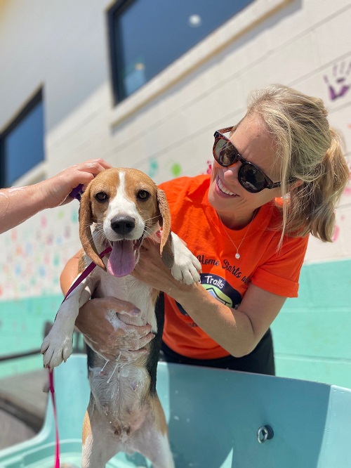 Quatro mil beagles buscam um lar: animais são resgatados de criadouro após autuação de mais de 70 violações de bem-estar