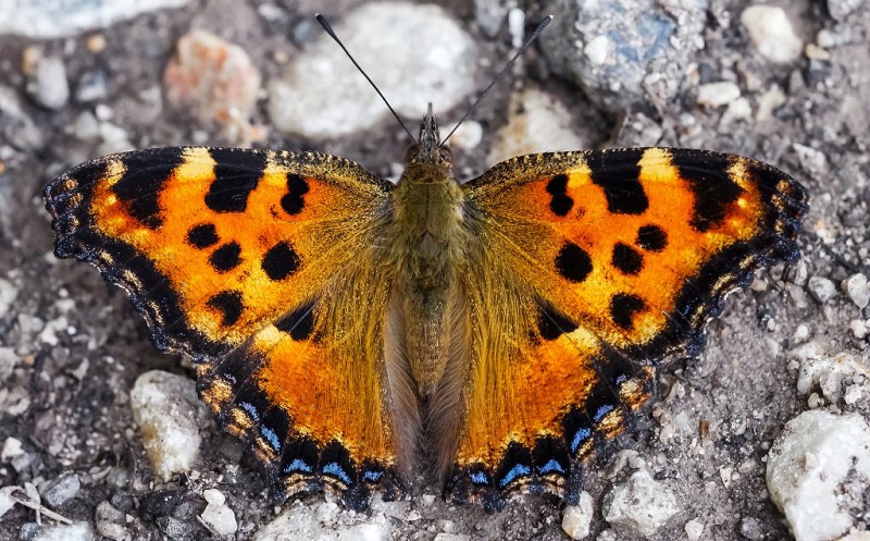 Após mais de 50 anos, borboleta considerada extinta é redescoberta no Reino Unido