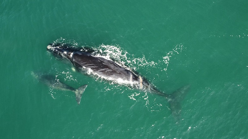 Após acidente com embarcação há dez anos, a baleia-franca Guerreira reaparece no litoral brasileiro com um novo filhote 
