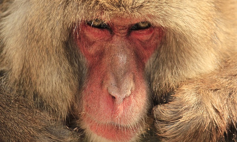 Após mais de 50 ataques a humanos, cidade no Japão caça macacos responsáveis pelos confrontos