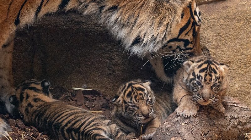 Filhotes de tigre ameaçado de extinção nascem em zoo de Moscou